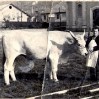 Famiglia Brugnoli i macellai del baracchino